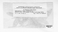 Uromyces minor image